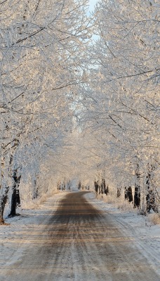 природа дорога деревья зима снег