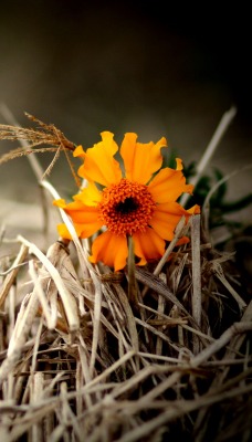 природа цветы оранжевые