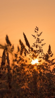 закат трава солнце sunset grass the sun
