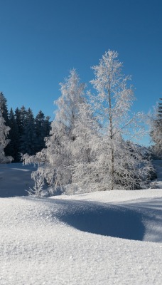 природа деревья снег зима