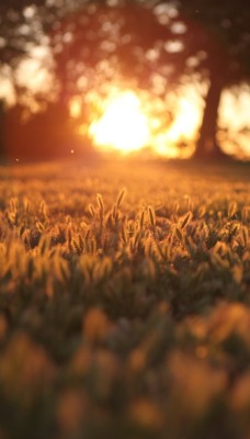 закат трава sunset grass