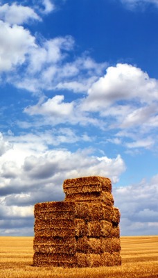 солома поле небо облака straw field the sky clouds