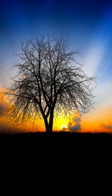 дерево сумерки закат лучи