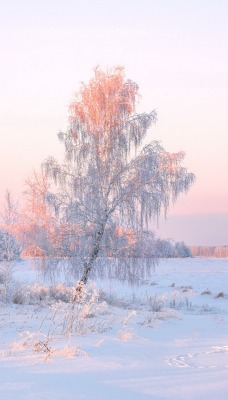 природа зима деревья снег