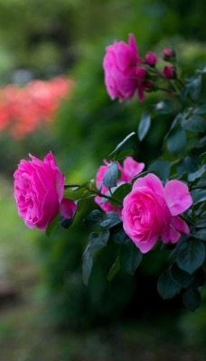 розы кустарные сад
