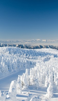 зима лес высота winter forest height