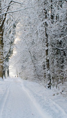 дорога снег зима лес