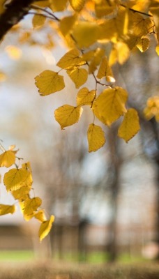 ветка осень branch autumn