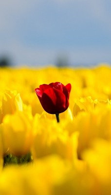 тюльпан красный поле тюльпаны желтые