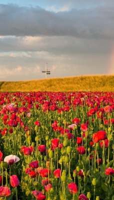 тюльпаны радуга поле красные