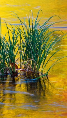 трава вода пучек