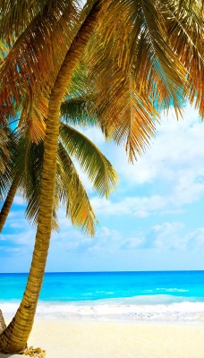 пляж берег пальмы море