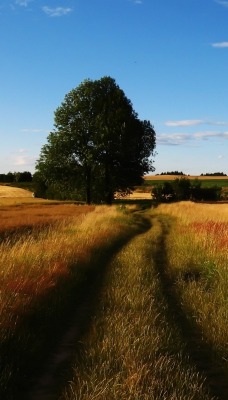 поле природа деревья небо