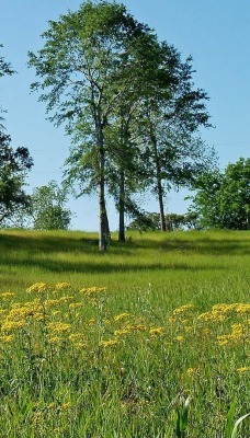 природа деревья трава