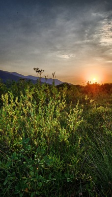 природа трава солнце небо облака