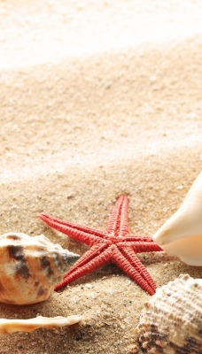 природа песок раковины ракушки