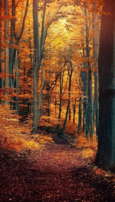 природа деревья лес осень