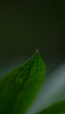 природа лист