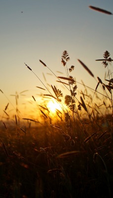 природа трава солнце
