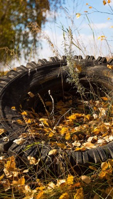 природа шина деревья осень