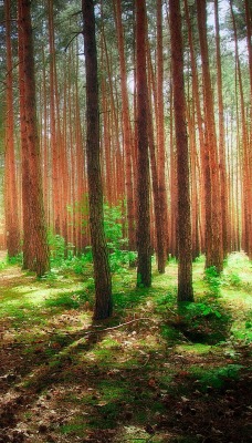 лес зелень дорожка