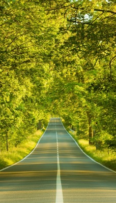 дорога зелень лето