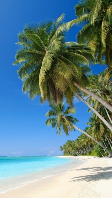 берег пальмы море