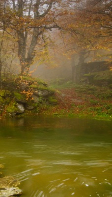 речка лес осень