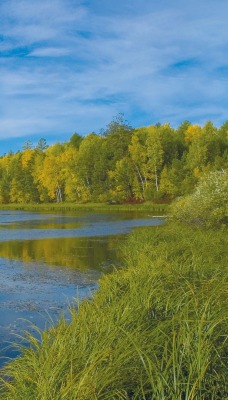 зелень лето озеро лес берег