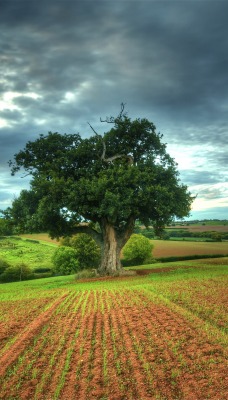 дерево поле
