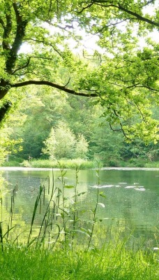лето речка зелень