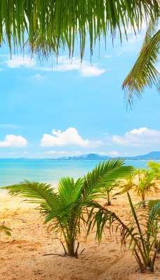 берег песок пальмы море