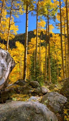 лес камень осень