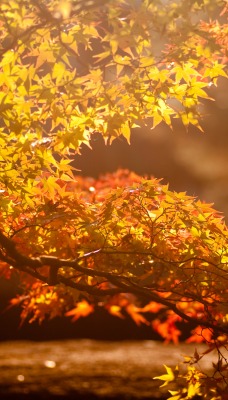 дерево листья лучи осень