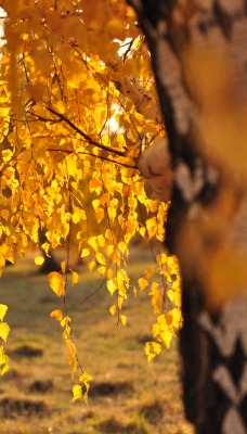Береза осень золотая листья ветка