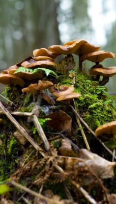грибы мох лес