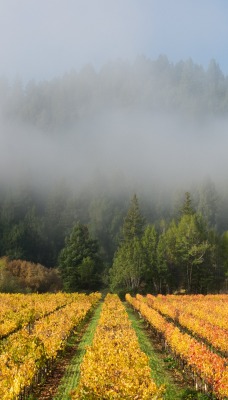 туман поле лес
