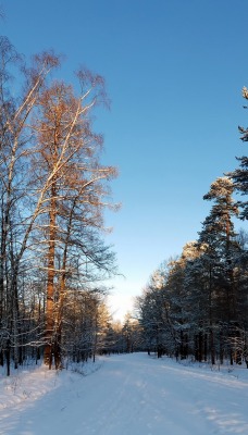 зима деревья лес дороги