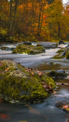 камни лес осень речка