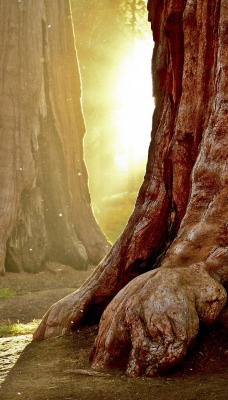 дерево солнце лучи лес нора