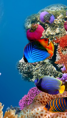 подводный мир рыбки океан