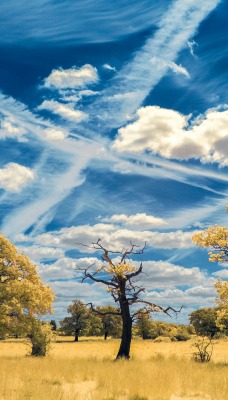 деревья небо облака