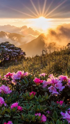 горы поляна цветы лучи солнца
