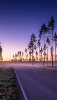 Рассвет туман дорога деревья