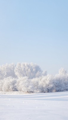 Снег деревья поле