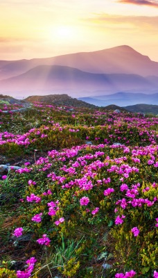 цветы луг горы