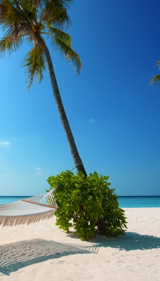 берег пляж гамак пальмы