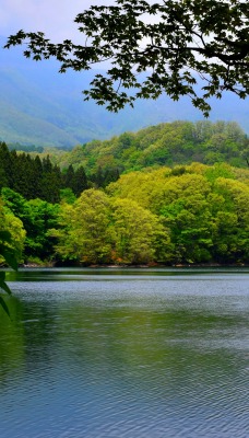 Озеро деревья горы