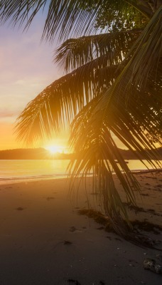 закат пальмы море песок пляж