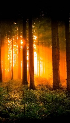лес деревья солнечные лучи